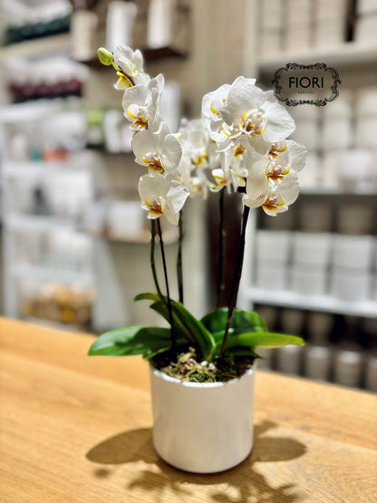 White Mini Orchid Duo - White Container