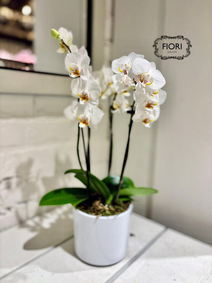 White Mini Orchid Duo - White Container